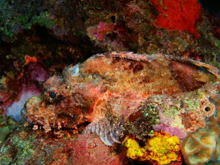The amazing and mysterious underwater world of Indonesia, North Sulawesi, Bunaken Island, scorpionfish