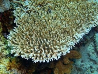 The amazing and mysterious underwater world of Indonesia, North Sulawesi, Bunaken Island, stone coral