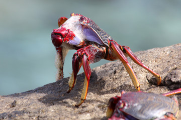 rote_Klippenkrabbe
