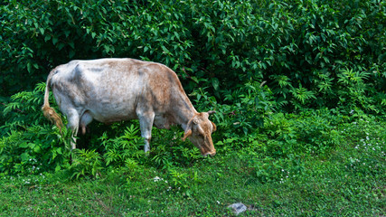 Old cow grazing