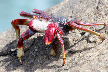 rote_Klippenkrabbe