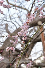 枝垂れ梅