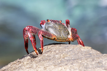 rote_Klippenkrabbe