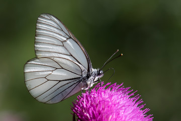 butterfly on flower