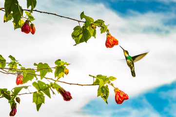 Revoloteo de colibri © sebastian