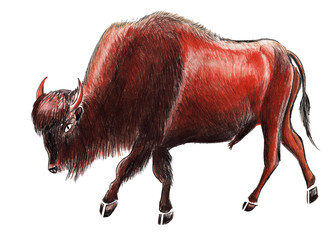 Red bison, buffalo. Hand drawn illustration.Pastel.