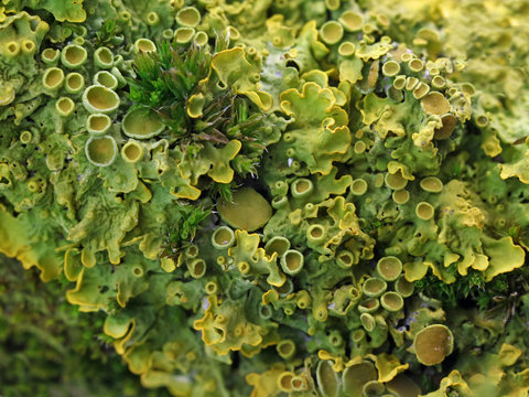 close up of a branch with lichen and moss