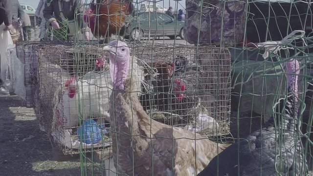 Turkey Bird on the poultry farm