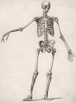 A HumAn Skeleton