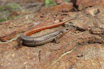 Western Skink Lizard, Coronado Subspecies (Plestiodon skiltonianus interparietalis)