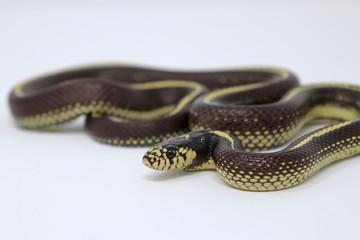 California Kingsnake - Lampropeltis california - Striped Color Phase
