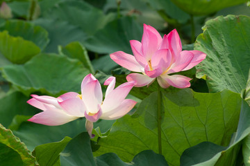 pink lotus in pond