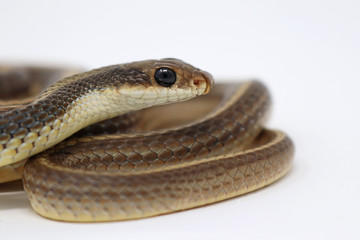 Coast Patch-nosed Snake - Salvadora hexalepis virgultea
