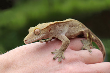 Crested Gecko (Correlophus ciliatus)