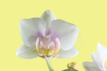 Naklejka na ściany i meble Moth orchids on yellow background