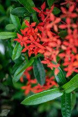 Red Flower in The Garden