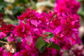 Pink Flower in The Garden