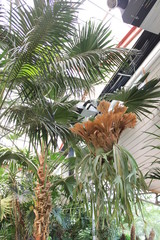 palm tree in garden