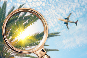 Palm tree in the magnifying glass. Summer concept