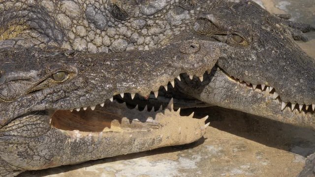 Two crocodiles opening their jaws to cool themselves. Reptiles head with sharp teeth
