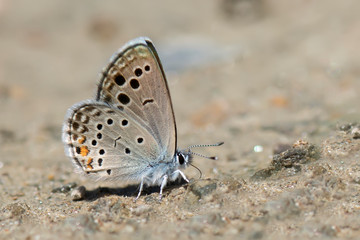 butterfly on a leaf