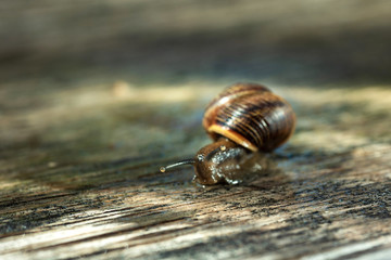 Snail in the natural environment