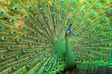 Obraz premium very beautiful green peacock