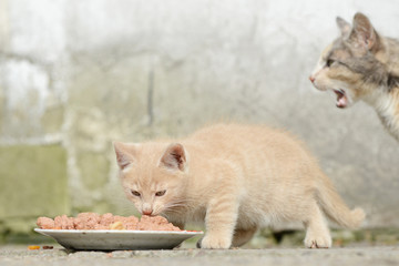 red kitten eat cat food on front of shed