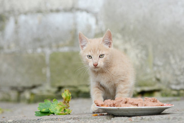 red kitten eat cat food on front of shed