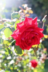 Beautiful red rose on a bush in the garden. Natural light falls on the back of the flower.