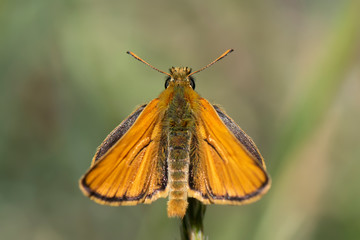 butterfly on flower