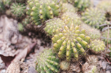 Background with ball shaped cactus growing in a botanical garden. Desert plants