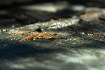 lizard in natural environment