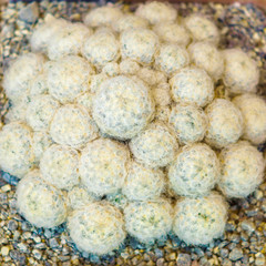 Marnmillaria zeilmanniana, close up of exotic cactus. Natural background