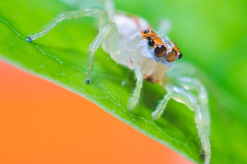 A small spider with a white color that sees close-up eyes.