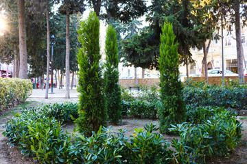 Three young cypresses in the park. 