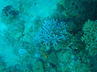 coral reef in egypt