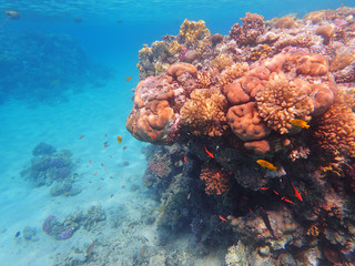 coral reef in egypt