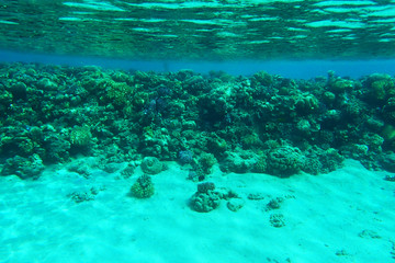 Obraz premium coral reef in egypt