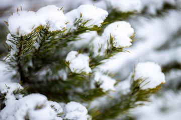 in the Park and forest Trees covered with snow	