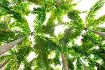 Palm trees against white sky, Palm trees at tropical coast, coconut tree white background.