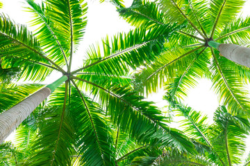 Palm trees against white sky, Palm trees at tropical coast, coconut tree white background.