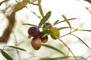 Olive tree