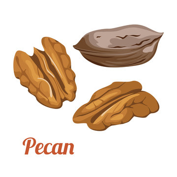 Pecan nut isolated on white background. Image for template label, packing and emblem. Vector illustration in cartoon flat style.