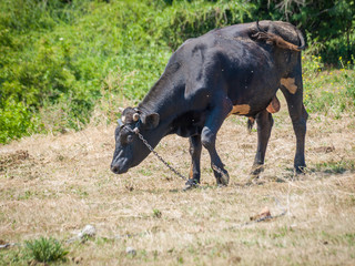 Young black bull tied with an iron chain in rural landscape on the background.