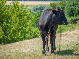 Young black bull tied with an iron chain in rural landscape on the background.