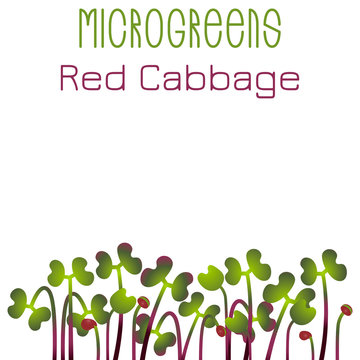Microgreens Red Cabbage. Seed packaging design. Sprouting seeds of a plant