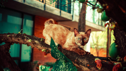 cat on a tree