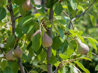 Pear tree with fruits in summer day.