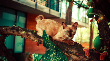 cat on a tree